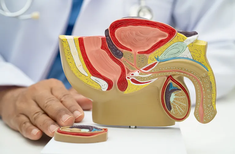 Prostate | Ayusya Ayurveda